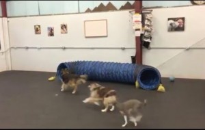 Dogs having a blast chasing each other through tube